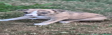 Whippet 4