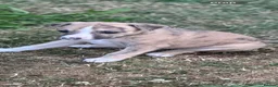 Whippet dogs for sale: Top Quality Whippet Puppies Ready to Reserve in Doncaster - Advert 14