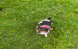 Mixed Breed dogs for sale: Jack russel cross - Image 1