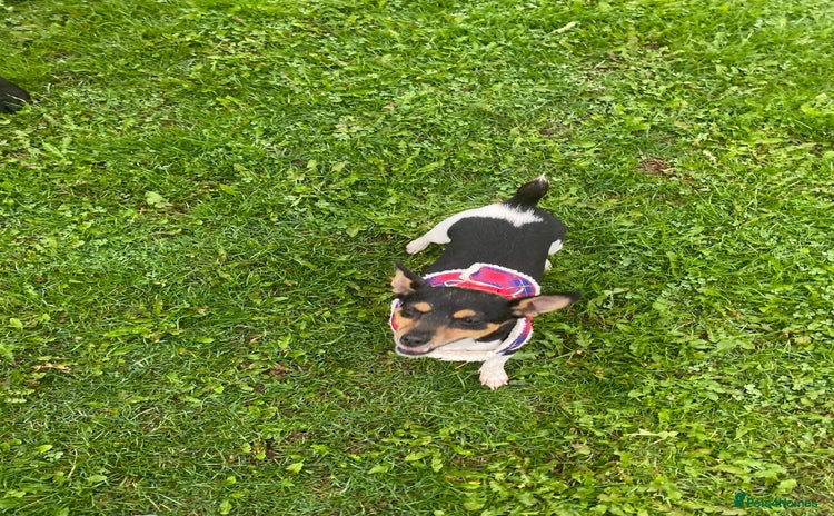 Mixed Breed dogs - Advert 1