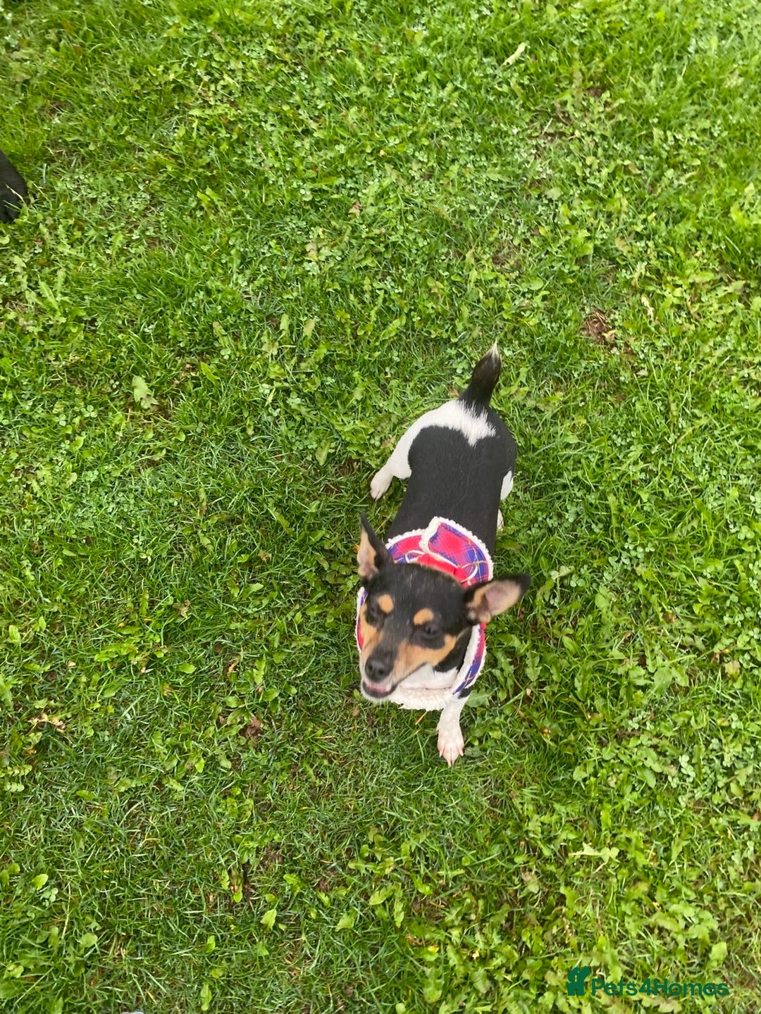 Mixed Breed dogs for sale: Jack russel cross - Image 1