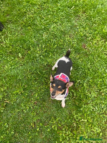 Mixed Breed dogs - Advert 2
