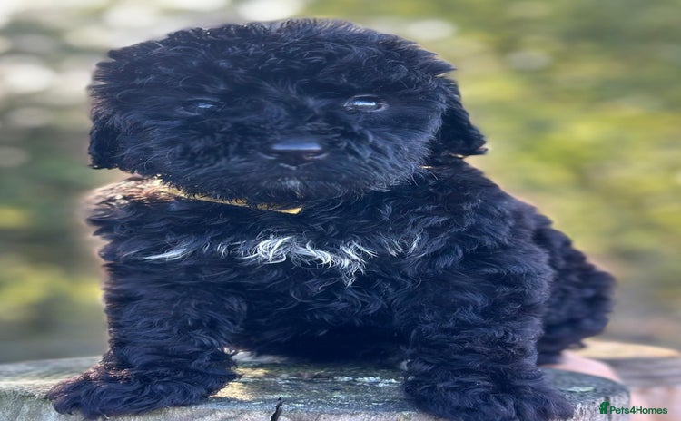 Bernedoodle dogs - Advert 1