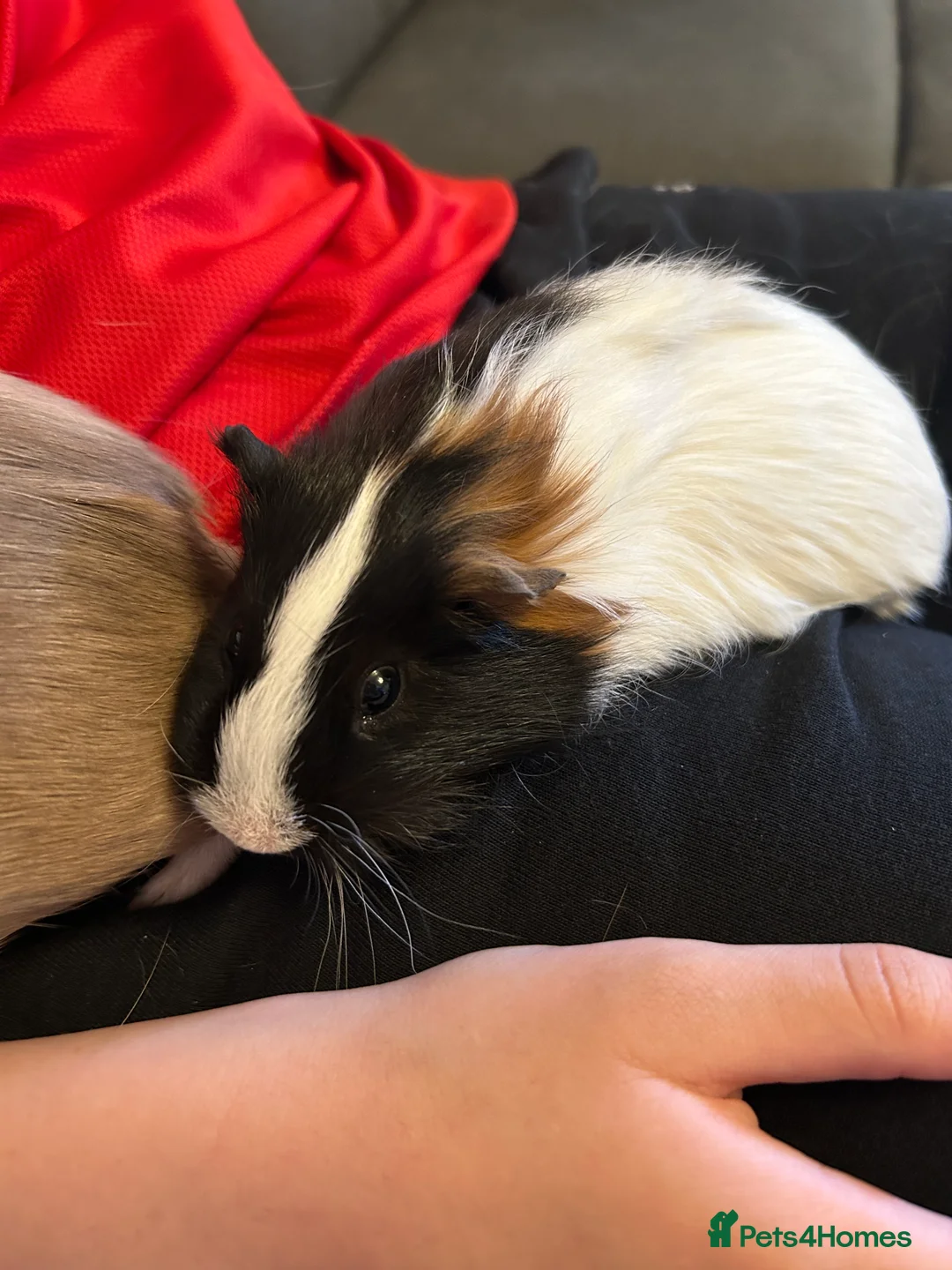 Guinea Pig rodents for sale: Two male guinea pigs - Advert 2