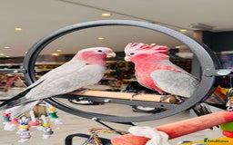 Parrots birds for sale: Parrots  - Image 3