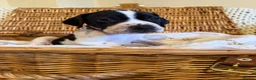 Pointer dogs for sale: An outstanding litter of pointers. in Hereford - Advert 4