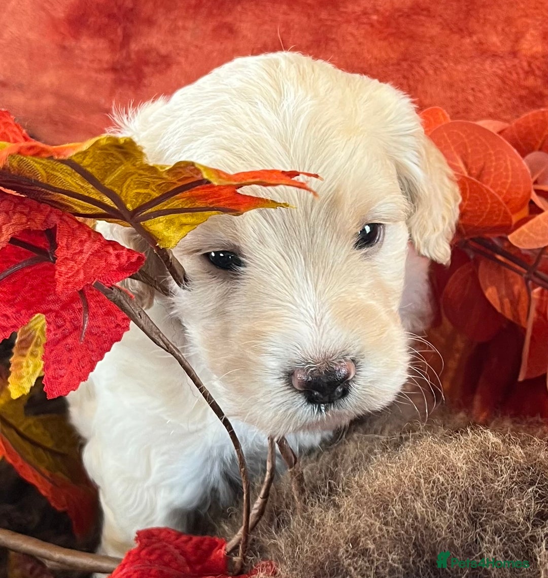 Cockapoo dogs for sale: Stunning F1 Cockapoos  - Advert 1