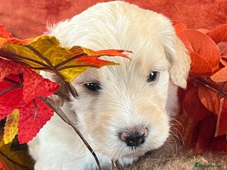 Cockapoo dogs Stunning F1 Cockapoos - Advert 4