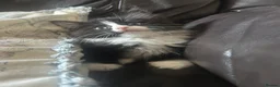 Ragdoll cats for sale: 8 week old male half ragdoll kitten - Advert 1
