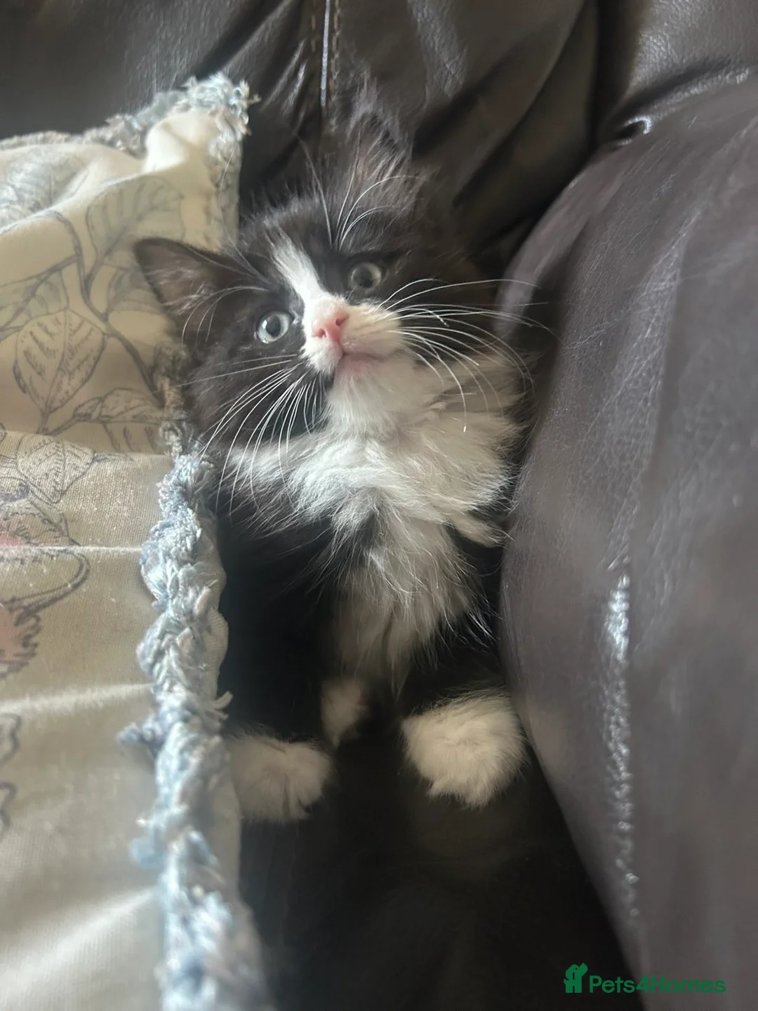 Ragdoll cats for sale: 8 week old male half ragdoll kitten - Advert 1