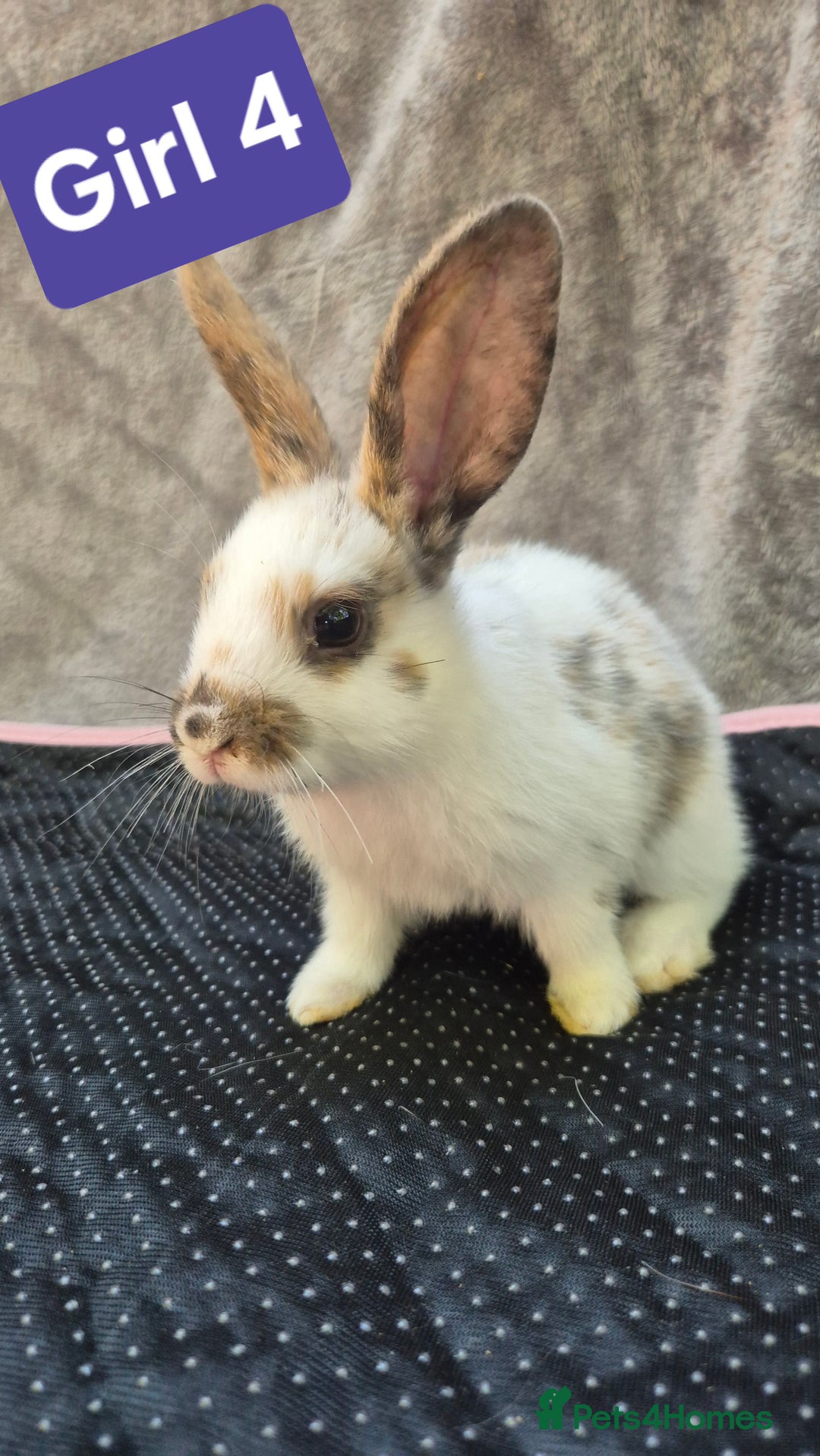 Mini Lop rabbits for sale: Mini plush lops  - Image 3