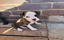 Boxer dogs for sale: Beautiful boxer puppies  - Image 6