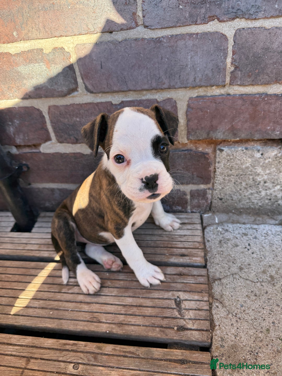 Boxer dogs for sale: Beautiful boxer puppies  - Image 6