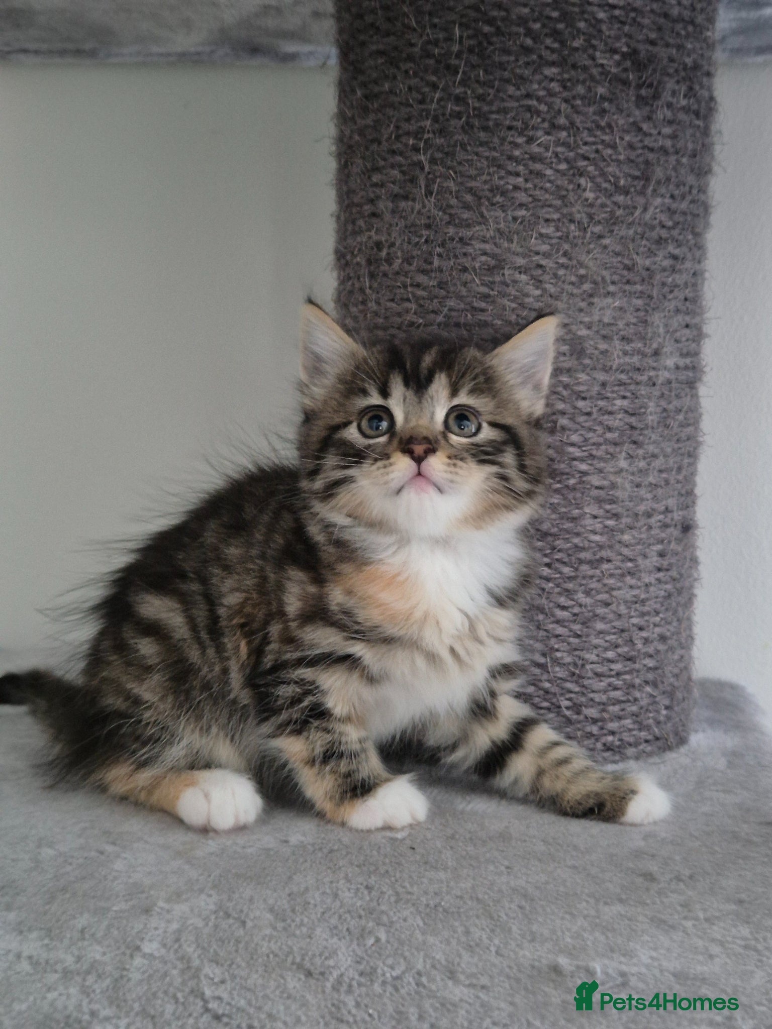 Mixed Breed cats Maine coon mixed kittens - Advert 5