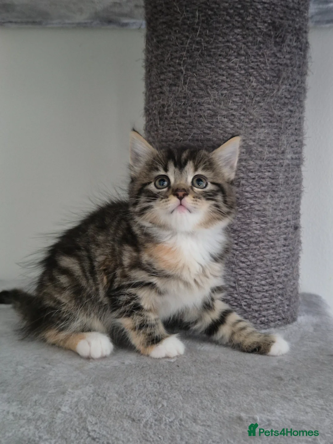 Mixed Breed cats for sale: Maine coon mixed kittens - Advert 1