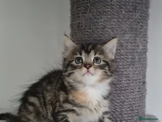 Mixed Breed cats Maine coon mixed kittens - Advert 5