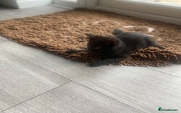 Mixed Breed cats for sale: Three mixed breed kittens - Image 24