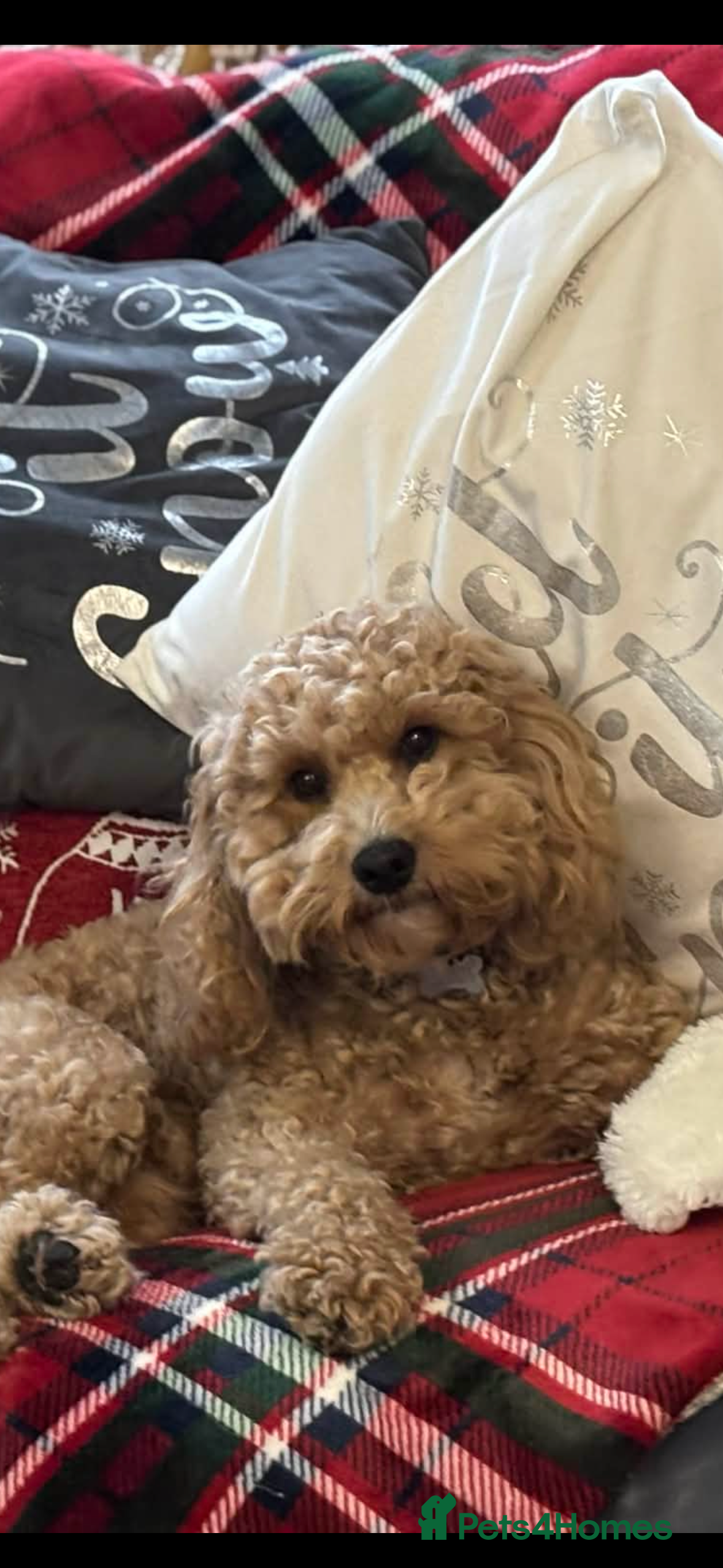 Maltipoo dogs Stud  in Colchester - Advert 4