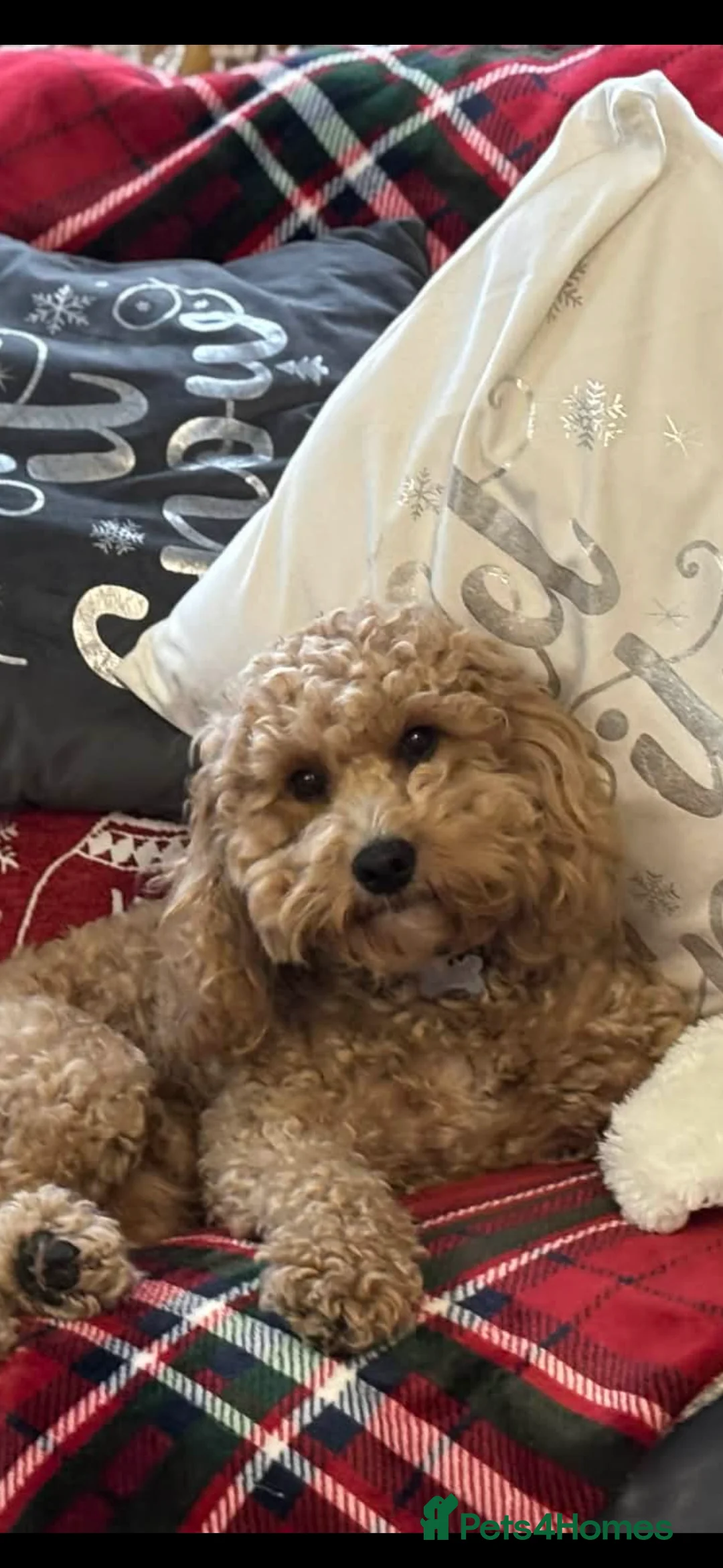 Maltipoo dogs for stud: Stud  in Colchester - Advert 1