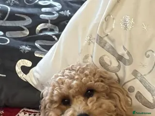 Maltipoo dogs Stud in Colchester - Advert 3