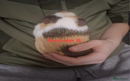 Guinea Pig rodents for sale: 13 guinea pigs mixed breed - Advert 32