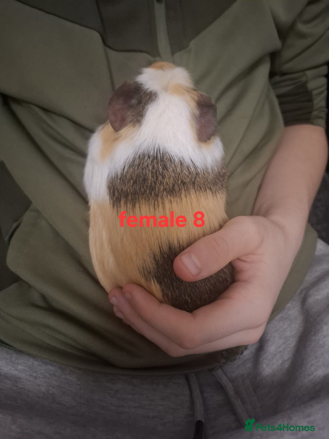 Guinea Pig rodents for sale: 13 guinea pigs mixed breed - Advert 32