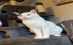 Mixed Breed cats for sale: Milo ready for his new home  - Image 4
