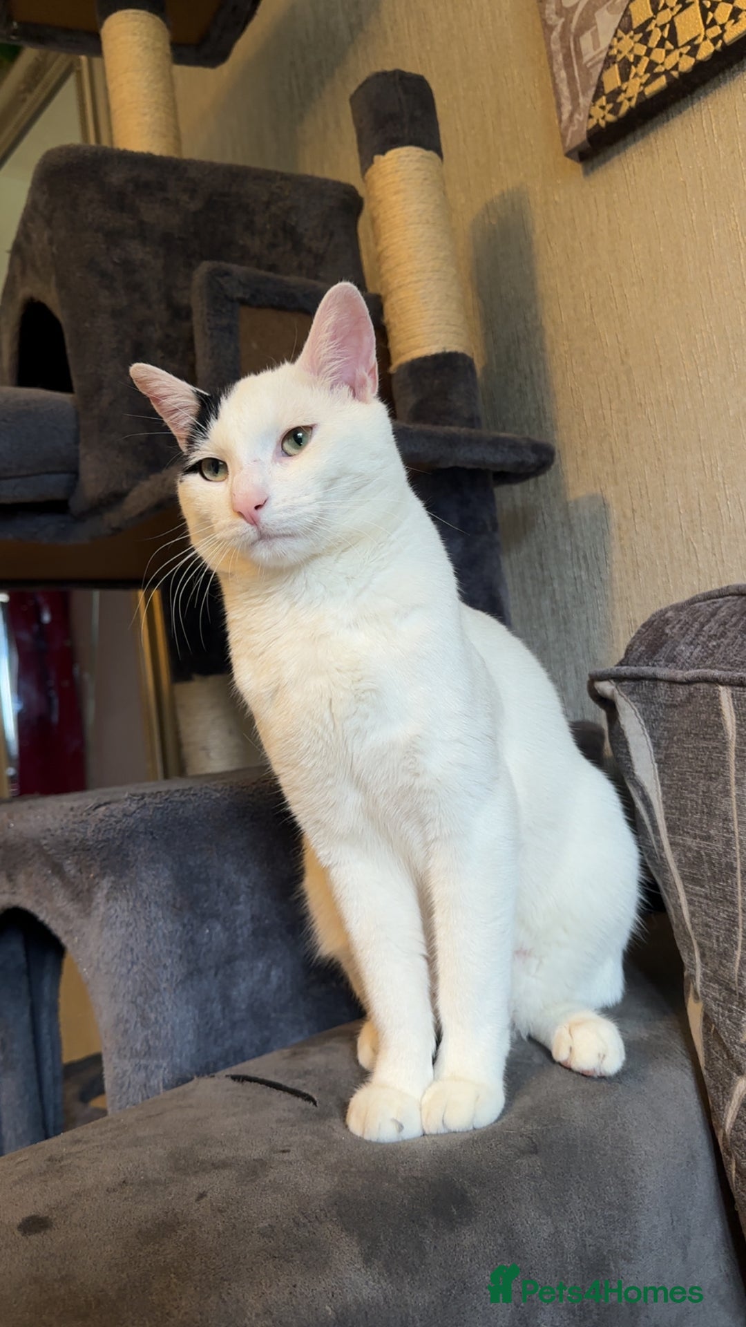Mixed Breed cats for sale: Milo ready for his new home  - Image 4