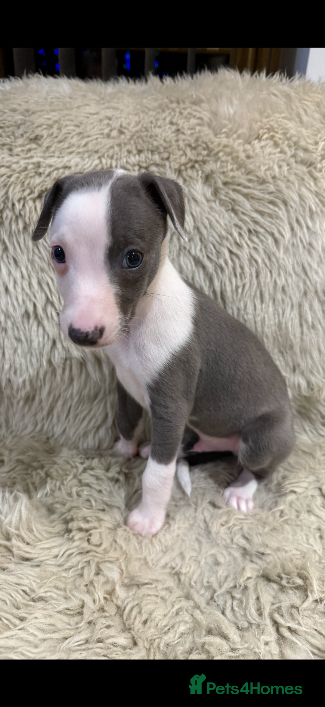 Whippet dogs for sale: KC registered Whippet puppies  - Advert 16