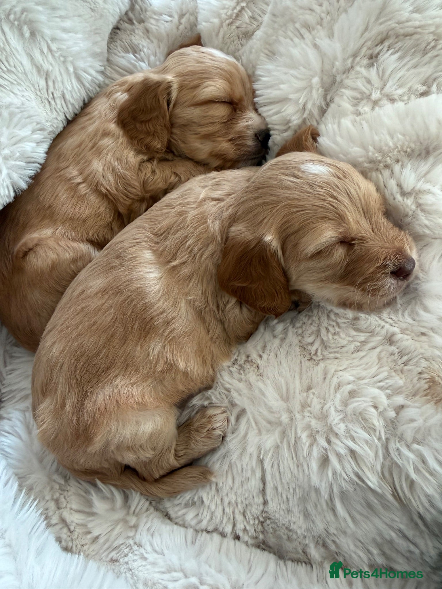 Mixed Breed dogs Beautiful Cockapoo puppies  - Advert 17