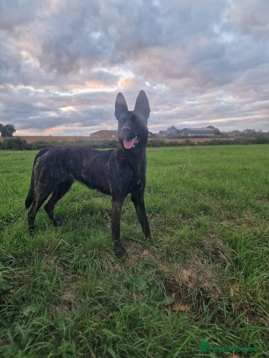 Mixed Breed dogs for sale: Dutch shepered X Doberman x malinois puppys  - Advert 6