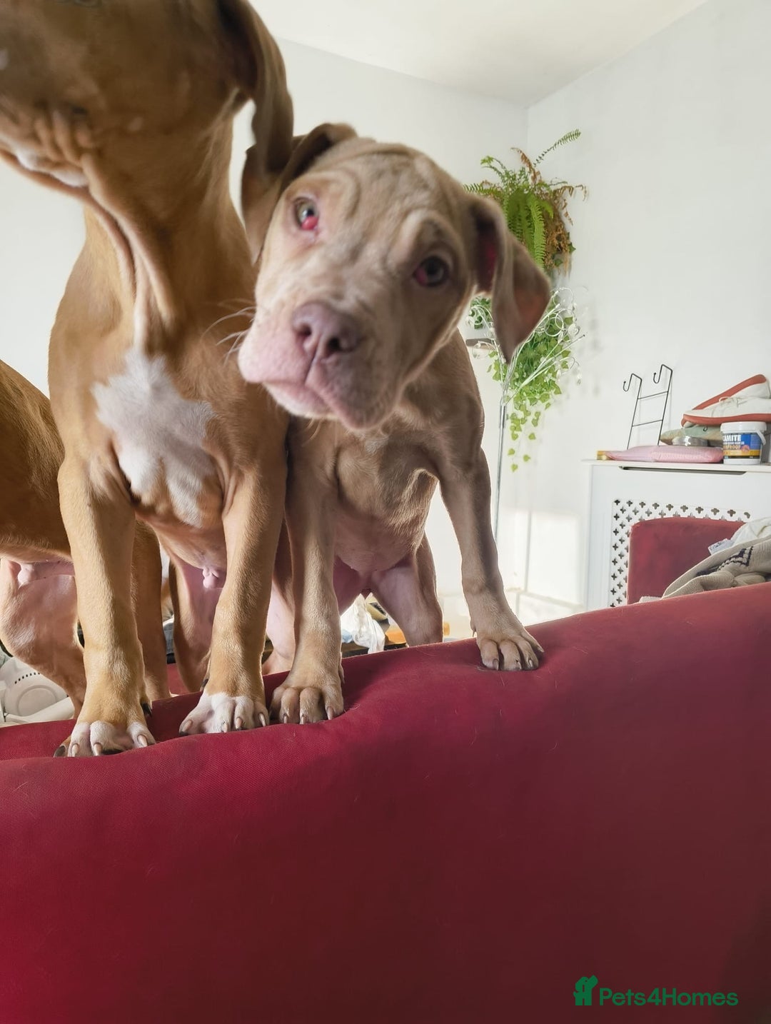 Mastiff dogs for sale: Mastiff X Pups - Advert 23