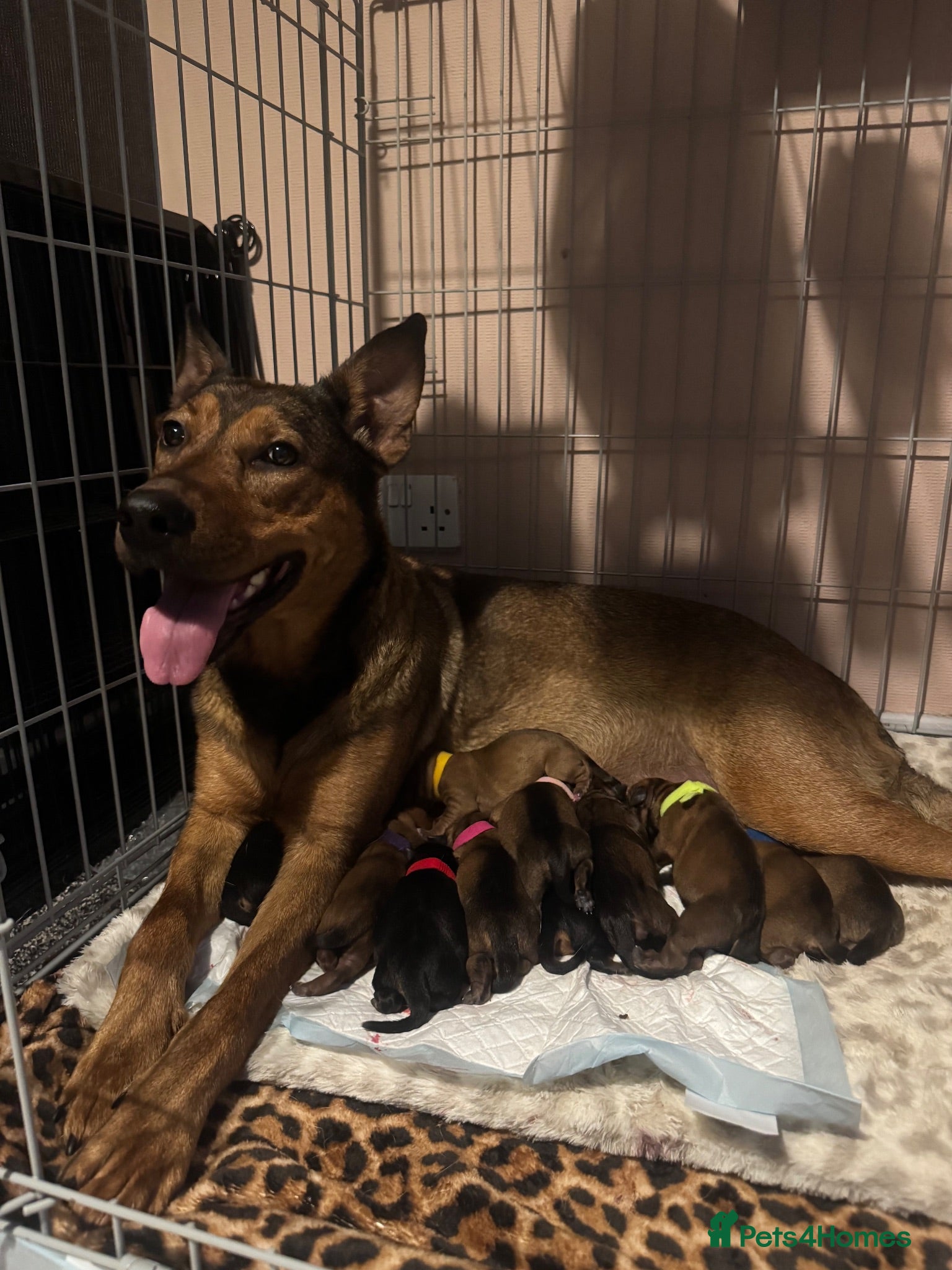 Mixed Breed dogs Rottweiler X German Shepherd X Staffy Puppies - Advert 12