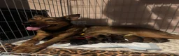 Mixed Breed dogs for sale: Rottweiler X German Shepherd X Staffy Puppies in Beauly - Advert 1