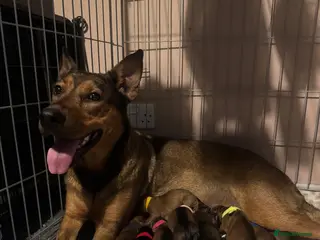 Mixed Breed dogs Rottweiler X German Shepherd X Staffy Puppies - Advert 1