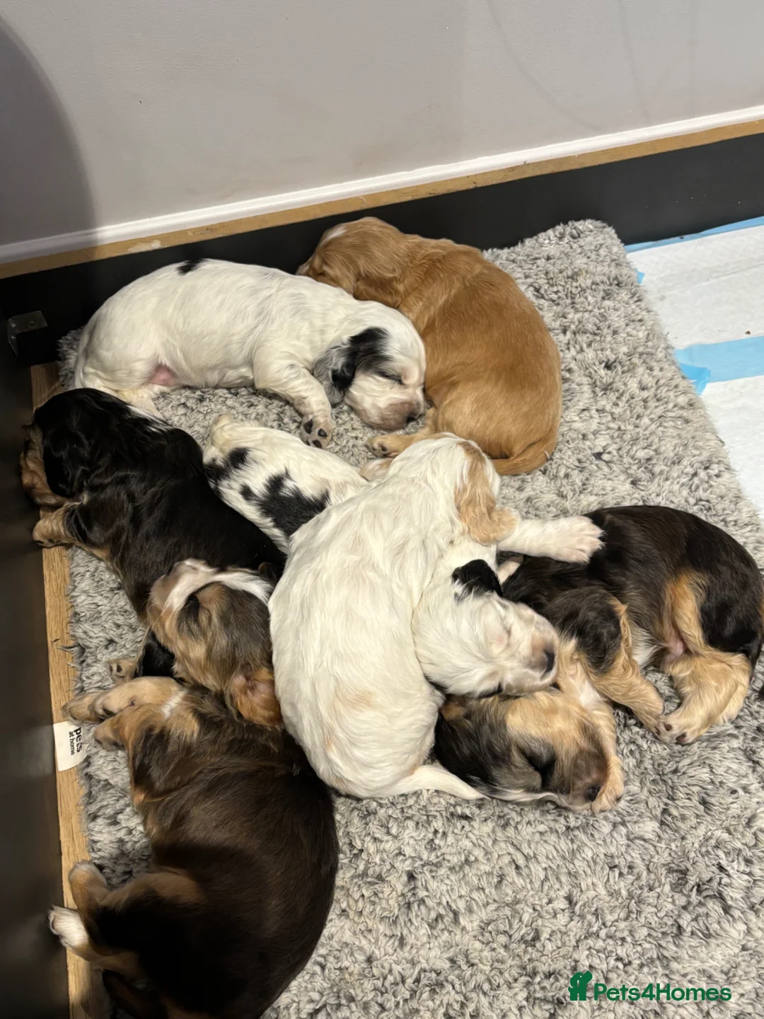 Cocker Spaniel dogs for sale: Stunning KC registered Show Cocker Spaniels  - Advert 2