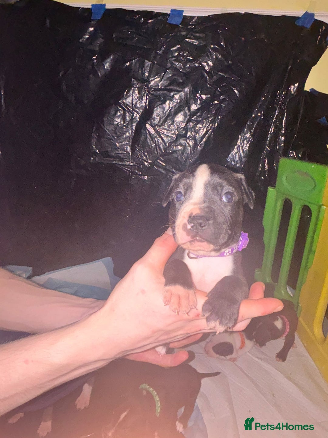 Mixed Breed dogs for sale: American bull staff - Image 13