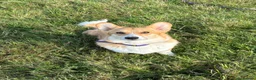 Welsh Corgi Pembroke dogs for sale: Gorgeous Pembrokeshire Corgi Puppies  - Advert 14