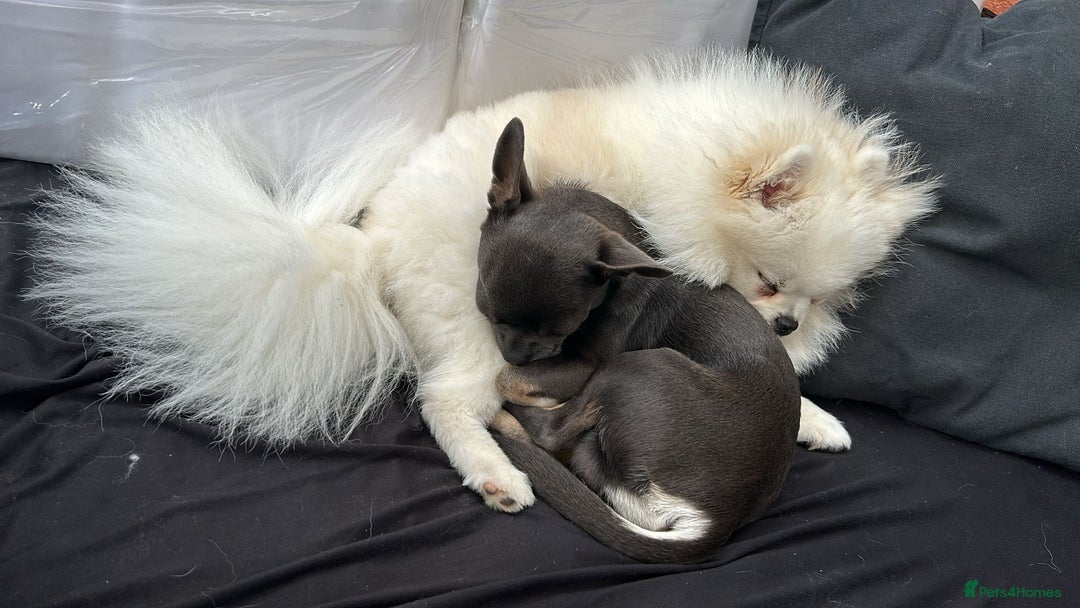 Chihuahua dogs for stud: Stud only. Full pedigree lilac chihuahua £300 - Advert 19
