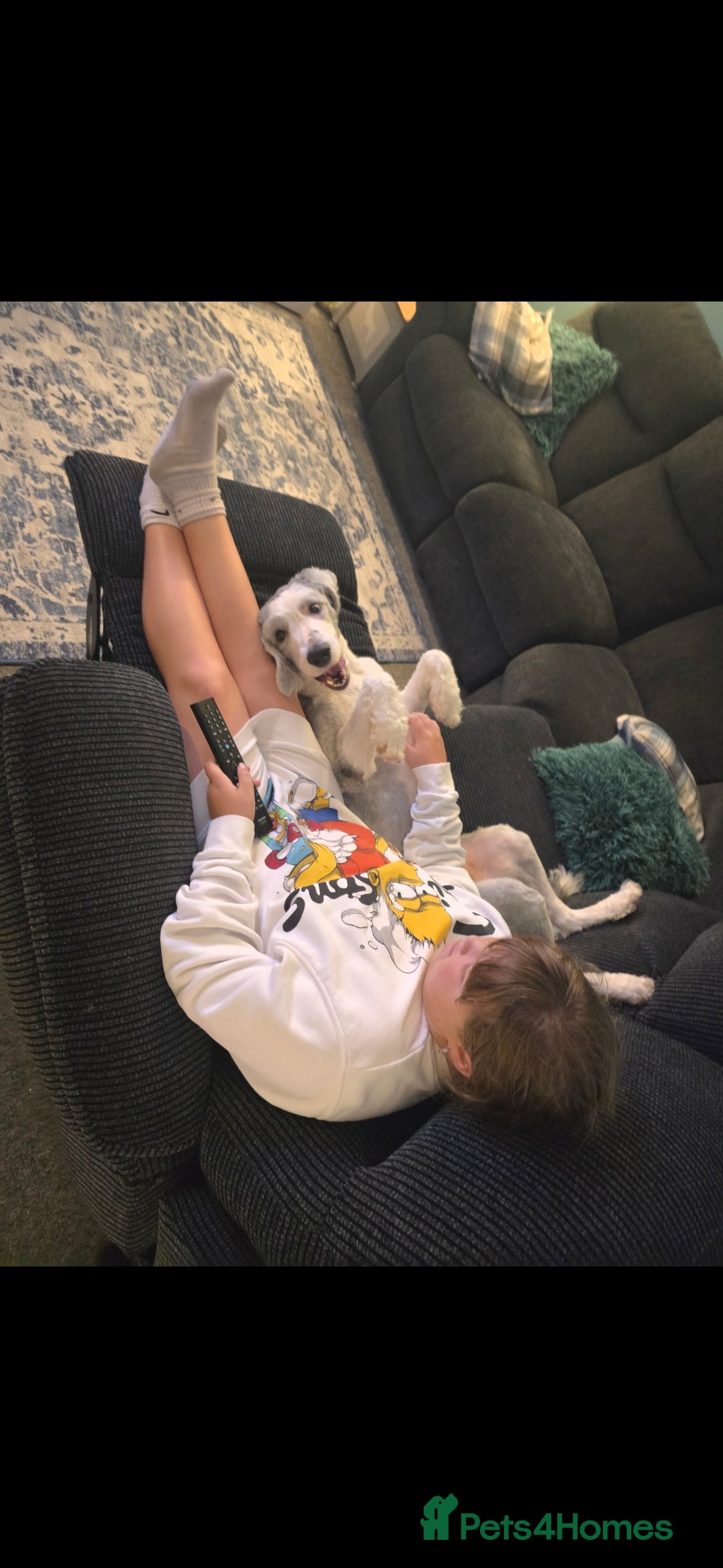 Old English Sheepdog dogs for sale: Old english sheepdog  - Advert 4