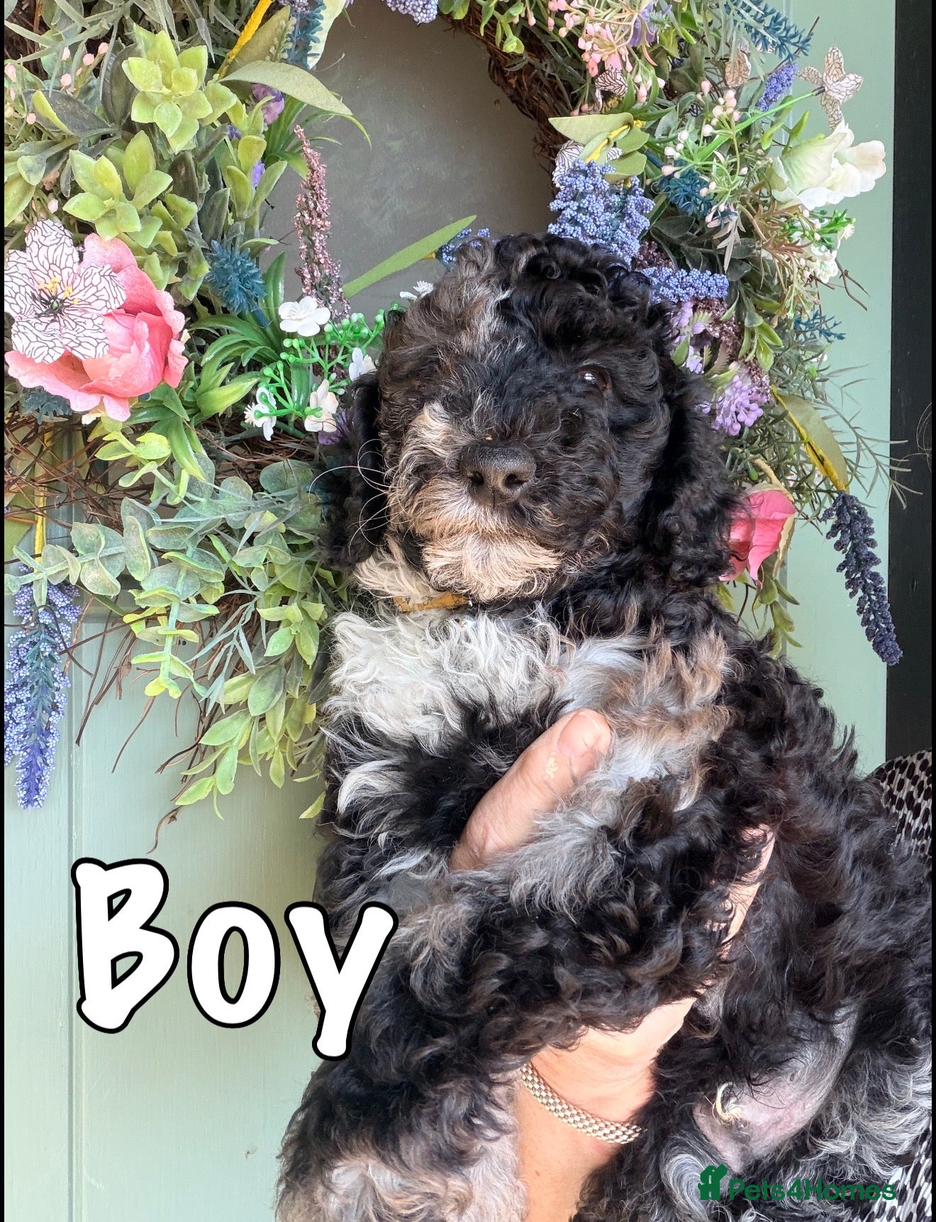 Miniature Poodle dogs Best quality Merle miniature poodles girls & boys  - Advert 11