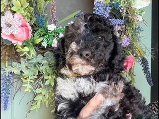 Miniature Poodle dogs Best quality Merle miniature poodles girls & boys - Advert 11