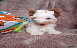 Yorkshire Terrier dogs for sale: Very Beautiful puppies, pure yorkshire terriers  - Advert 26