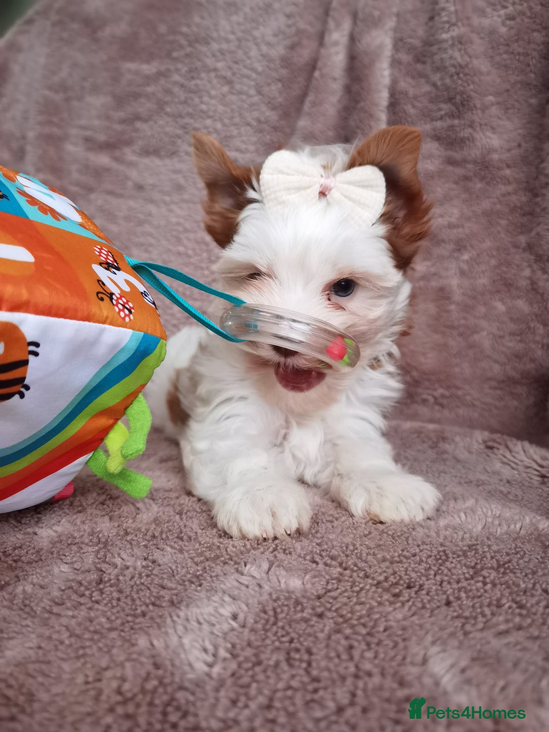 Yorkshire Terrier dogs for sale: Very Beautiful puppies, pure yorkshire terriers  - Advert 26