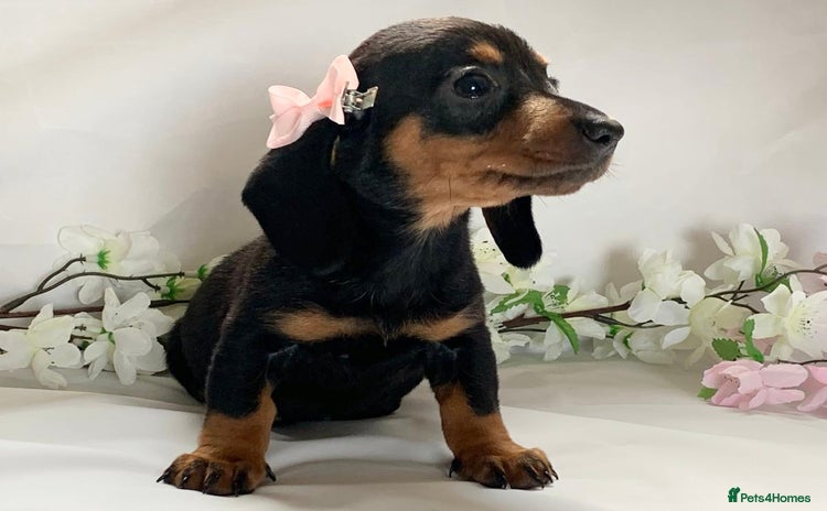 Miniature Dachshund dogs - Advert 2