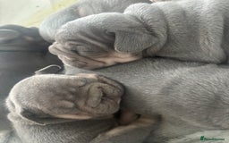 French Bulldog dogs for sale: French bulldog babies  - Image 21