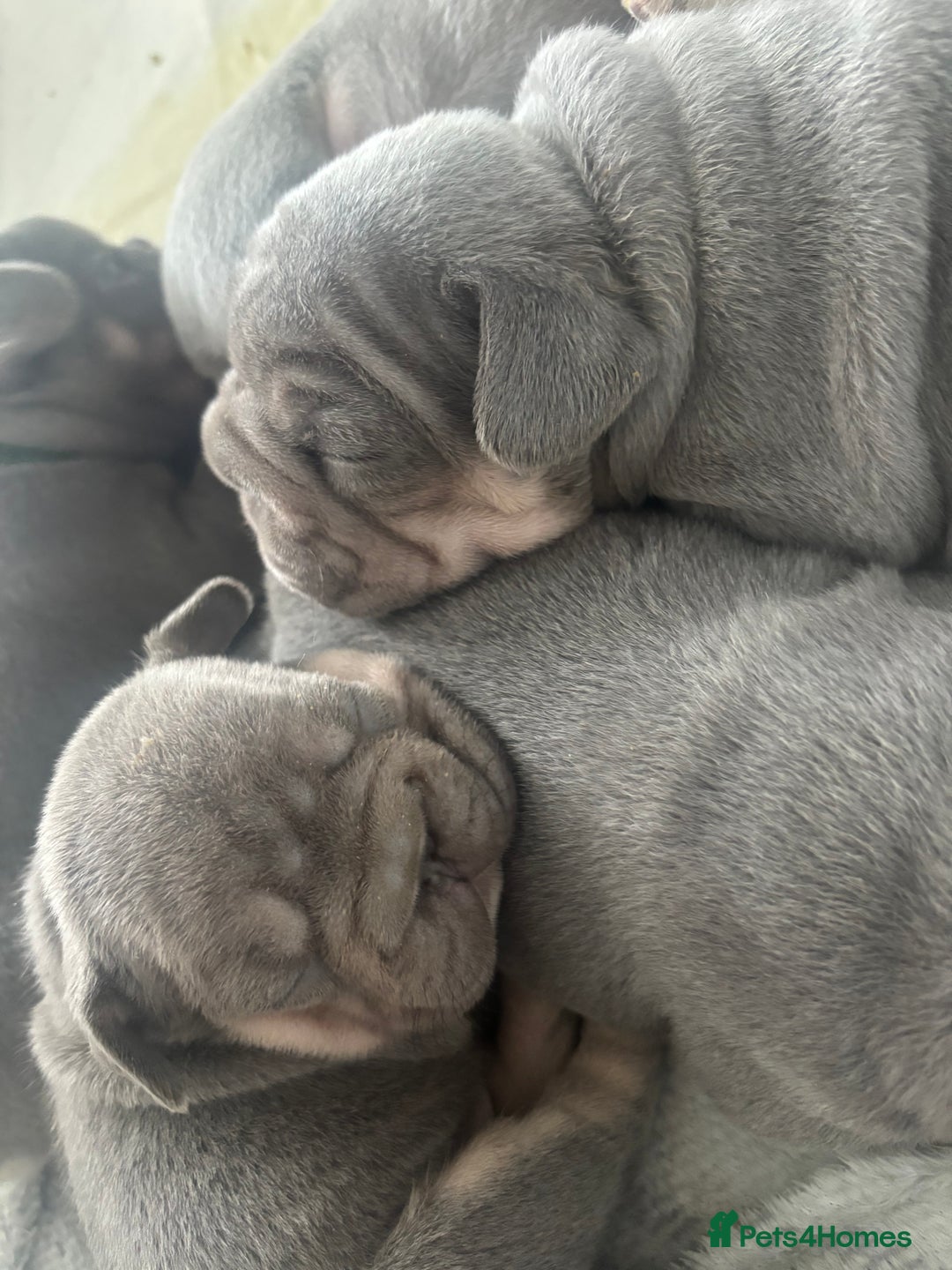 French Bulldog dogs for sale: French bulldog babies  - Image 21