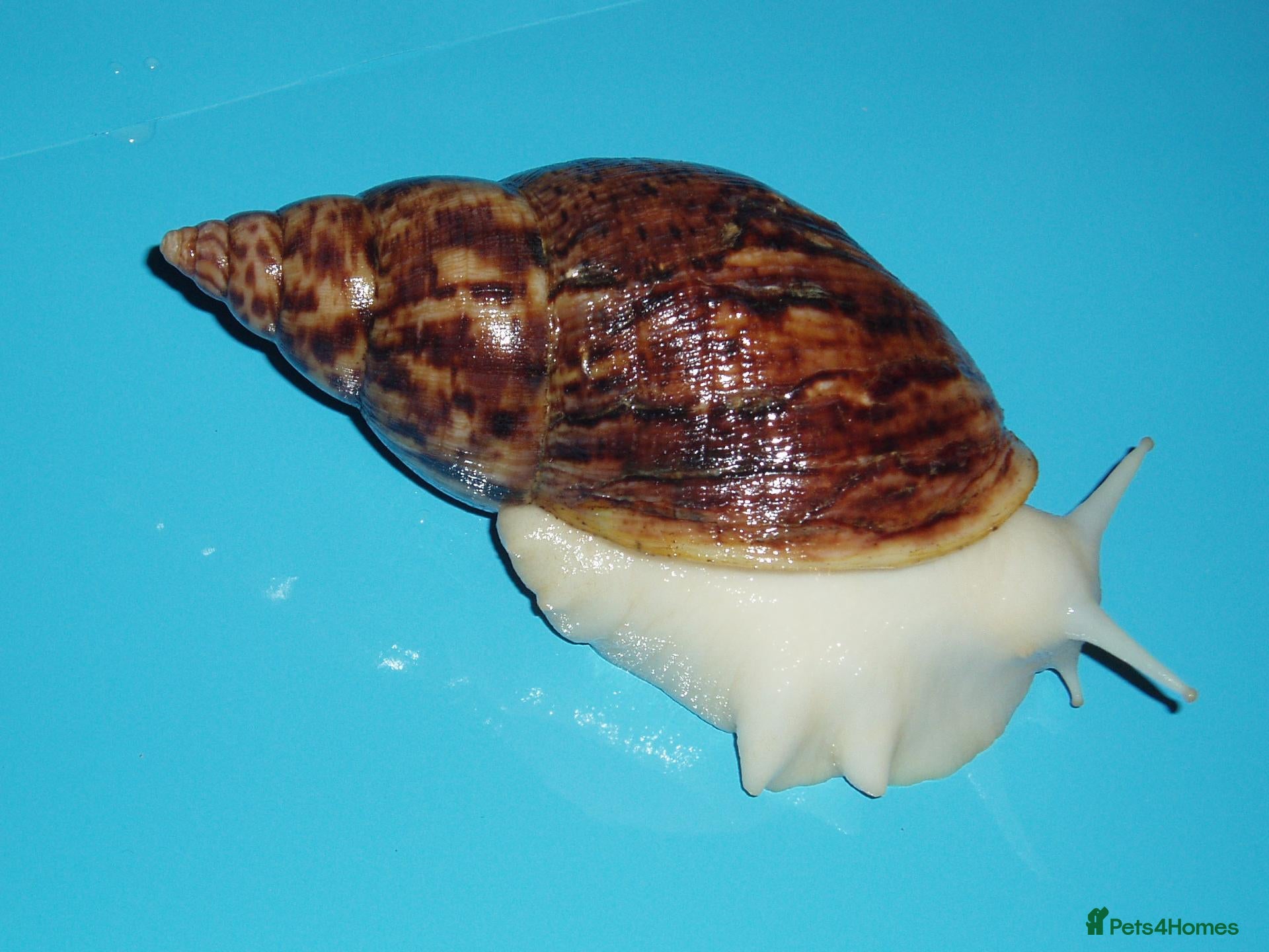 Snails invertebrates RETIC GIANT AFRICAN LAND SNAILS - Advert 2