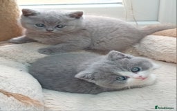 British Shorthair cats for sale: Gorgeous British short-hair kittens  - Image 25