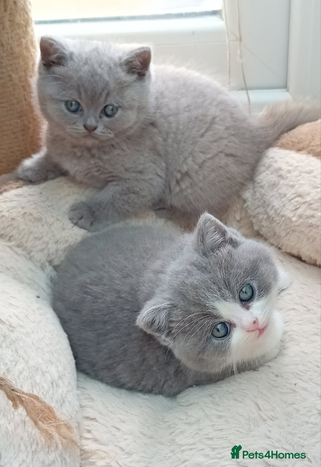 British Shorthair cats for sale: Gorgeous British short-hair kittens  - Image 25